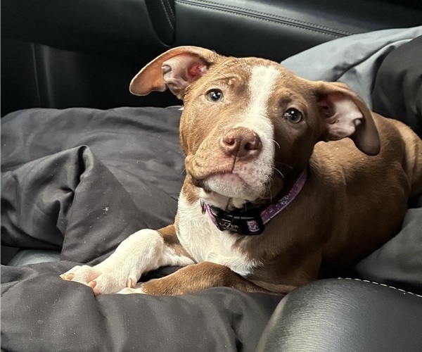 Medium Photo #1 American Pit Bull Terrier Puppy For Sale in CENTER HILL, FL, USA