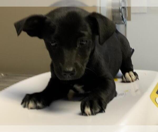 Medium Photo #1 Border Collie-Unknown Mix Puppy For Sale in Visalia, CA, USA