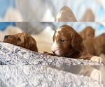 Small #8 Goldendoodle (Miniature)
