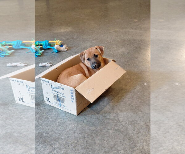 Medium Photo #3 Boxer-Unknown Mix Puppy For Sale in Holly Springs, NC, USA
