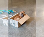 Small #2 Boxer Mix