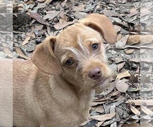 Dachshund-Unknown Mix Dogs for adoption in Yardley, PA, USA