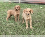 Small Photo #5 Golden Labrador Puppy For Sale in DETROIT, MI, USA