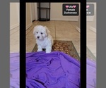 Small #2 Havanese-Zuchon Mix