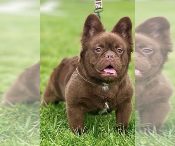 Medium Photo #1 French Bulldog Puppy For Sale in SCREVEN, GA, USA