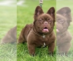 Small Photo #1 French Bulldog Puppy For Sale in SCREVEN, GA, USA