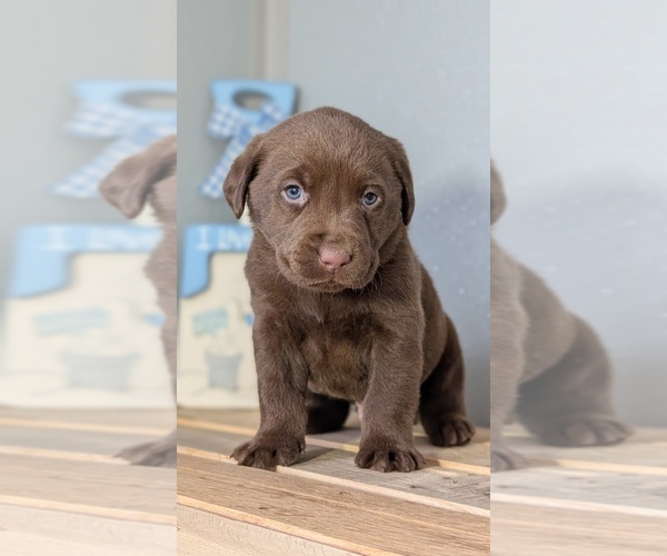 Medium Photo #55 Labrador Retriever Puppy For Sale in GOSHEN, IN, USA