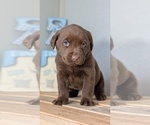 Small #2 Labrador Retriever