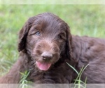 Small Photo #9 Labradoodle Puppy For Sale in FLORENCE, TX, USA