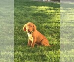 Small Photo #2 Vizsla Puppy For Sale in HYRUM, UT, USA