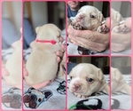 Small #4 French Bulldog