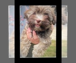 Small Photo #1 Havanese Puppy For Sale in JEFFERSON, GA, USA
