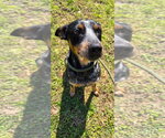 Small #1 Mutt