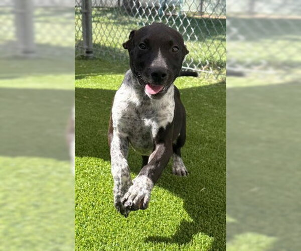Medium Photo #1 Mutt Puppy For Sale in Texas City, TX, USA