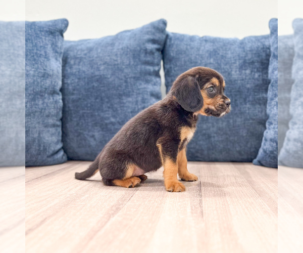 Medium Photo #3 Beaglier Puppy For Sale in MILLERSBURG, OH, USA