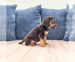 Small #2 Beaglier