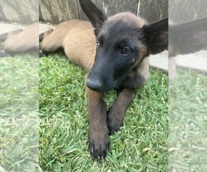Belgian Malinois Puppy for sale in PERRIS, CA, USA