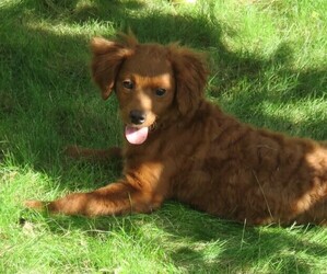 Goldendoodle (Miniature) Puppy for sale in HANCOCK, MN, USA