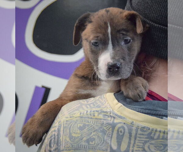 Medium Photo #5 American Staffordshire Terrier-Boxer Mix Puppy For Sale in Huntley, IL, USA