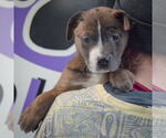 Small #4 American Staffordshire Terrier-Boxer Mix