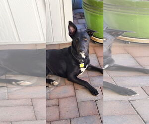 Mutt Dogs for adoption in Chandler, AZ, USA