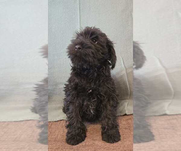 Medium Photo #8 Schnauzer (Miniature) Puppy For Sale in Hatvan, Heves, Hungary