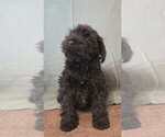 Small #7 Schnauzer (Miniature)