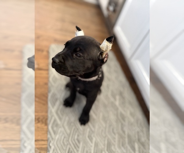 Medium Photo #7 Cane Corso Puppy For Sale in LIVERMORE, CA, USA