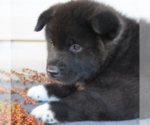 Small Photo #2 Akita Puppy For Sale in FRESNO, OH, USA