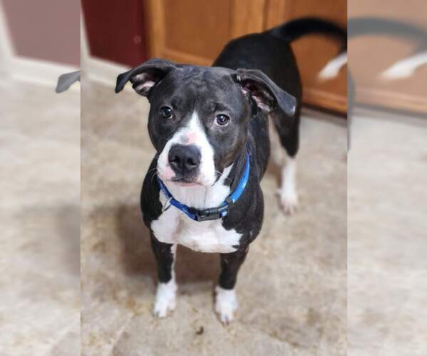 Medium Photo #5 American Pit Bull Terrier-American Staffordshire Terrier Mix Puppy For Sale in Caribou, ME, USA