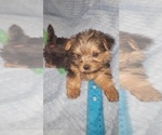 Small Photo #161 Yorkshire Terrier Puppy For Sale in AKRON, OH, USA