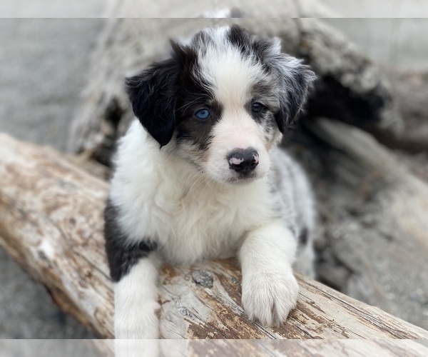 Medium Photo #11 Border Collie Puppy For Sale in EVERETT, WA, USA