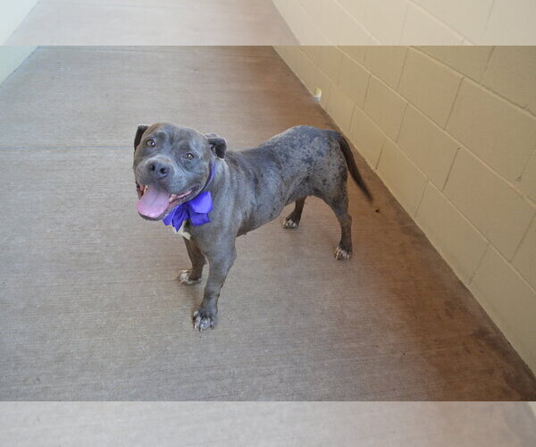 Medium Photo #3 American Pit Bull Terrier-Unknown Mix Puppy For Sale in McKinney, TX, USA