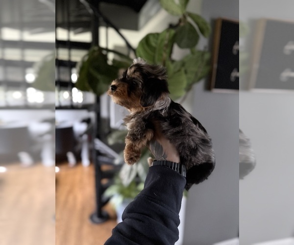 Medium Photo #7 Yorkshire Terrier Puppy For Sale in JOHNSTON, RI, USA