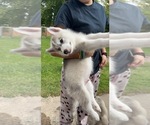 Small Photo #6 Siberian Husky Puppy For Sale in MALTA, IL, USA