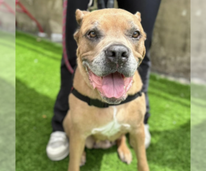 Mutt Dogs for adoption in Brooklyn, NY, USA