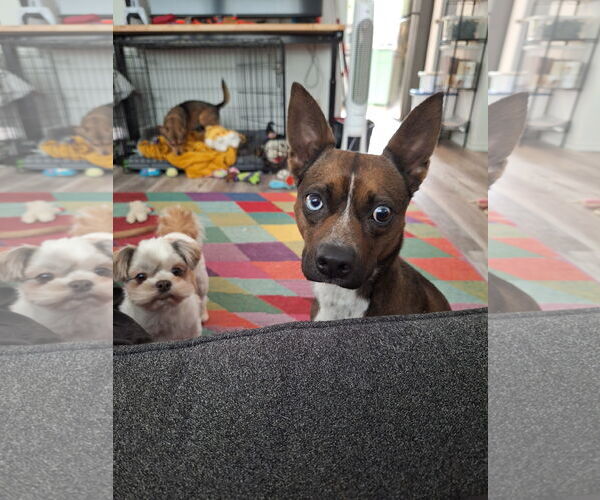 Medium Photo #5 Rat Terrier-Unknown Mix Puppy For Sale in The Woodlands, TX, USA
