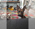 Small #4 Rat Terrier Mix