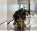 Small Photo #3 Yorkshire Terrier Puppy For Sale in BAKERSFIELD, CA, USA