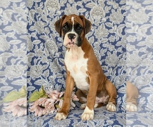 Boxer Puppy for sale in CHRISTIANA, PA, USA