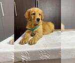 Small Photo #1 Golden Retriever Puppy For Sale in SAN DIEGO, CA, USA