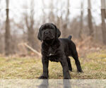 Small Photo #8 Mastiff-Neapolitan Mastiff Mix Puppy For Sale in BRISTOL, IN, USA