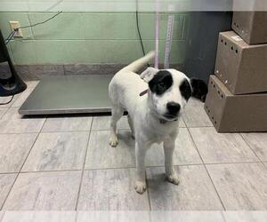 Border Collie-Unknown Mix Dogs for adoption in Grand Prairie, TX, USA