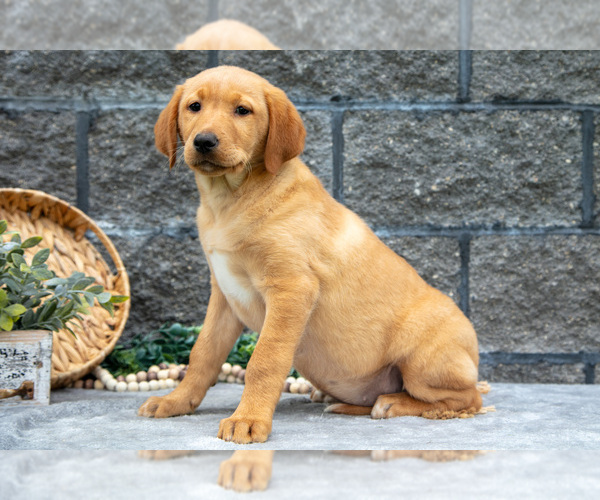 Medium Photo #37 Labrador Retriever Puppy For Sale in MILLERSBURG, OH, USA