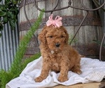 Small Photo #33 Cavapoo Puppy For Sale in GOSHEN, IN, USA