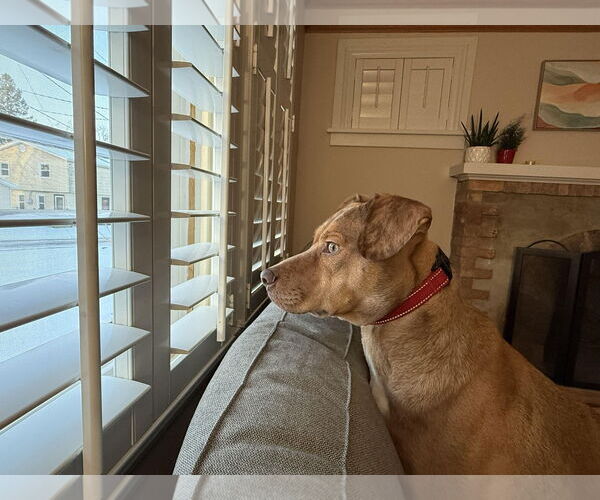 Medium Photo #3 Beagle-Unknown Mix Puppy For Sale in GILBERTS, IL, USA