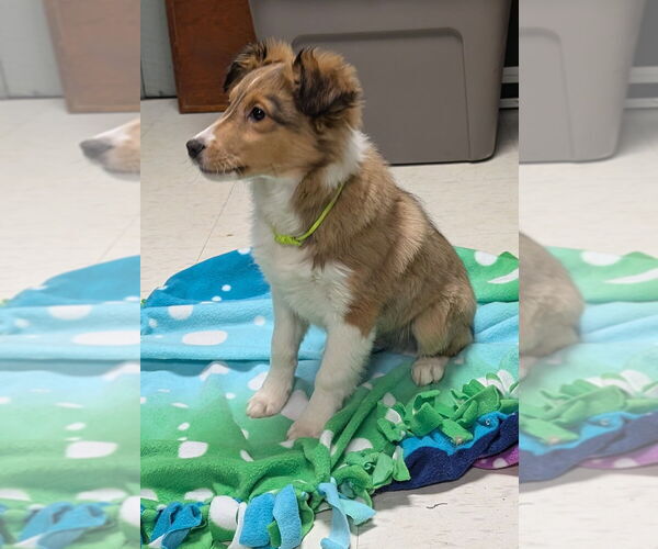 Medium Photo #3 Mutt Puppy For Sale in Caldwell, NJ, USA