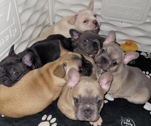 French Bulldog Puppy for sale in CRITTENDEN, KY, USA