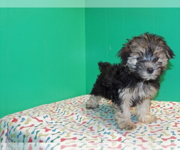 Medium Photo #4 Morkie Puppy For Sale in PATERSON, NJ, USA