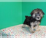 Small Photo #4 Morkie Puppy For Sale in PATERSON, NJ, USA